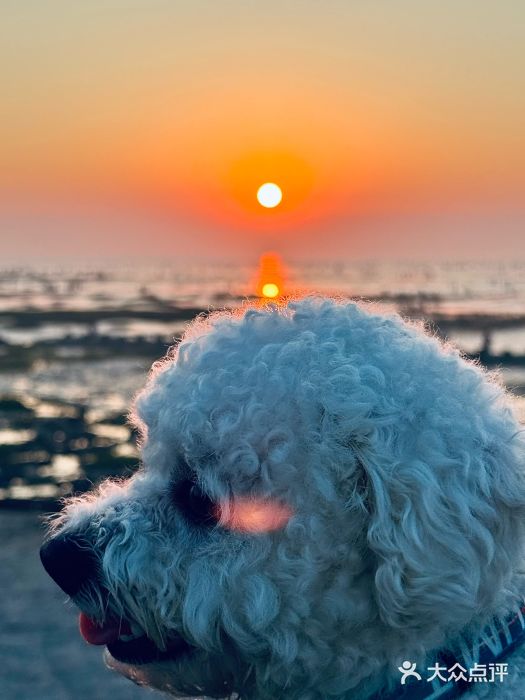 南汇嘴观海公园图片