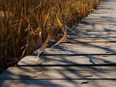 -野鸭湖国家湿地公园