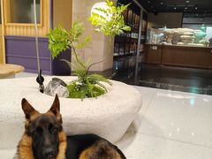 -帕帕拉兹宠物(亚洲旗舰店)