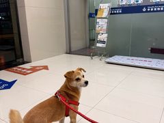 -申普宠物医院·心脏介入·心血管微创(总院)
