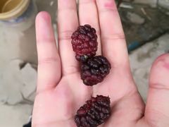 -聪英餐厅