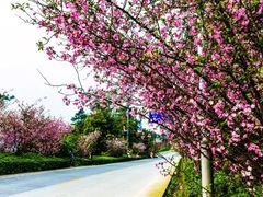 -铁山坪森林公园