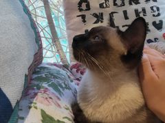 -藏猫猫咖啡主题馆(中央大道店)