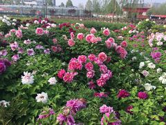 -曹州百花园