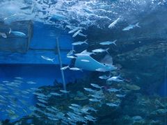 -海合安成都极地海洋公园