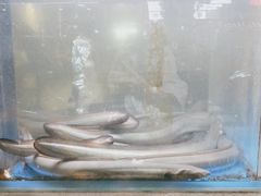 游来游去的鳗鱼-本炙炭烤·蒲烧活鳗料理店(金沙洲店)