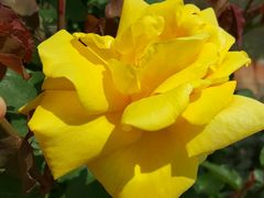 -同銮特种养殖场·龙虾垂钓