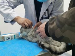 -萌兽医馆·绝育·24小时内科·宠物医院(德胜店)