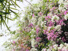 -深圳国际园林花卉博览园