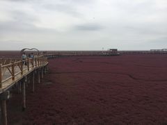 -红海滩国家风景廊道