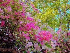 -深圳国际园林花卉博览园