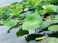 -荷塘月色湿地公园·向阳花洲
