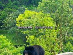 -都江堰中华大熊猫苑