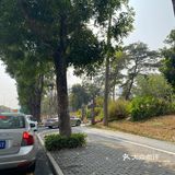 深圳最美格桑花海