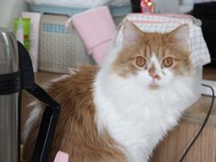 -纳吉亚猫专科动物医院博雅分院
