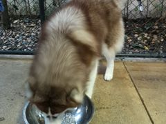 -TrueLove @ Neverland (Husky Cafe)