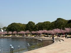 -新江湾城公园