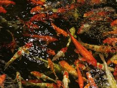 -龙悦湾酒家·八阵鱼生·渔人码头店