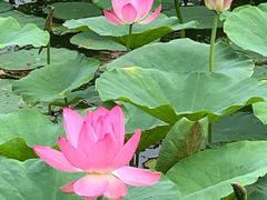 -天津东丽湖风景区