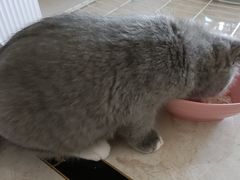 -关爱宠物医院·猫科中心·消化科(滨湖万达分院)