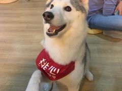 -Husky Go! 哈士奇体验馆·宠物咖啡厅狗咖