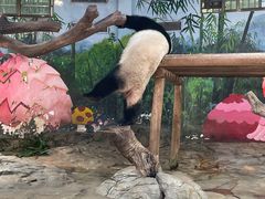 -广州长隆野生动物世界