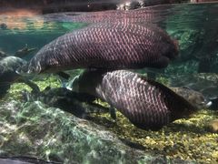 -暹罗海洋世界