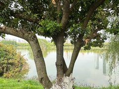 -艾溪湖湿地公园