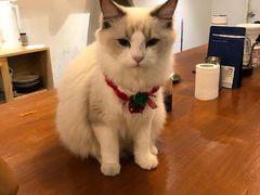 -猫友咖啡店(玉林西路店)