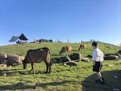 -大姆山草场