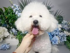 -BABIT巴比特宠物(MOMOPARK店)