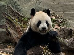 -都江堰中华大熊猫苑