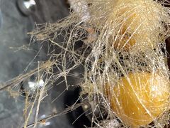 -金掌勺东北菜(格兰晴天店)