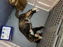 -瑞派康怡24h宠物医院·犬猫医疗中心·微创绝育(瑞景分院)
