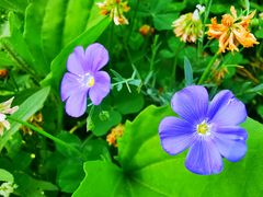 -大兴滨河森林公园