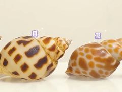 -川骄海鲜自助(王府井奥莱UP TOWN店原世界之花店)