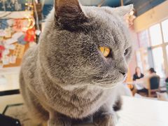 -猫小院猫主题餐厅(南锣旗舰店)