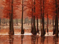 -白鹭湾湿地公园