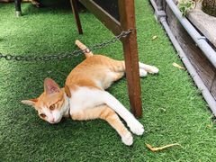 -Daddy Nimman Chiang Mai