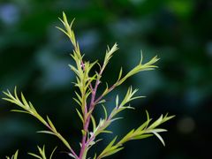 DSC_3399-广州锦绣香江度假别墅