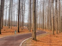 -黄海国家森林公园