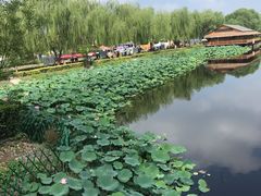 -白洋淀景区