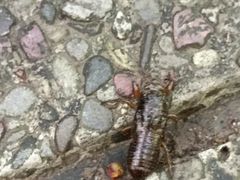 -西岭雪山大飞水景区