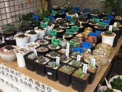 -本溪路花鸟市场(江浦路1709弄小区店)