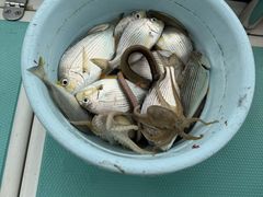 -鑫艋游艇海钓俱乐部