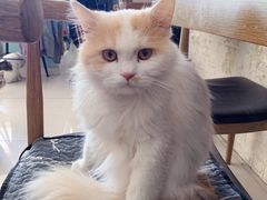 -平行世界·猫咖(首经贸店)