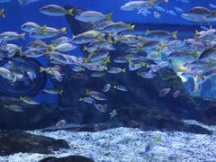 -海合安武汉极地海洋公园