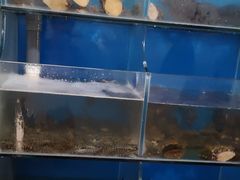 水产区-宾朋海鲜特色美食餐厅·纯手工鲅鱼水饺(兴海路店)