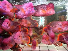 -中环花鸟鱼虫市场