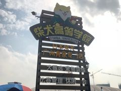 -柴犬高等学院·狗咖·柴犬售卖·宠物训练